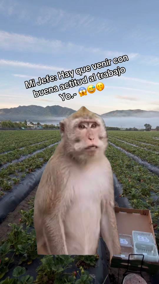 Post 5 by pequefan92 on TikTok (video)