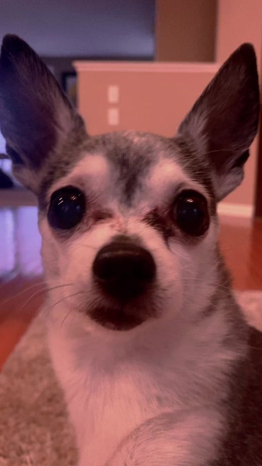 Post 2 by Penguin🐧 on TikTok (video)