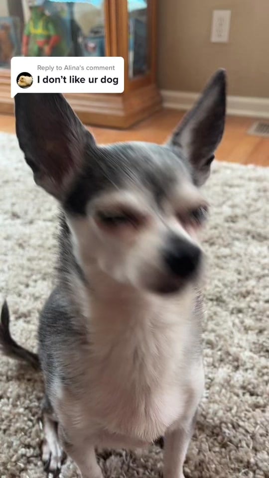 Post 6 by Penguin🐧 on TikTok (video)
