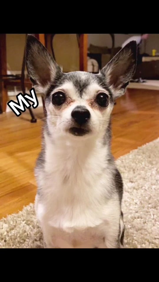 Post 5 by Penguin🐧 on TikTok (video)