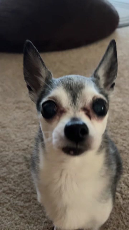 Post 7 by Penguin🐧 on TikTok (video)