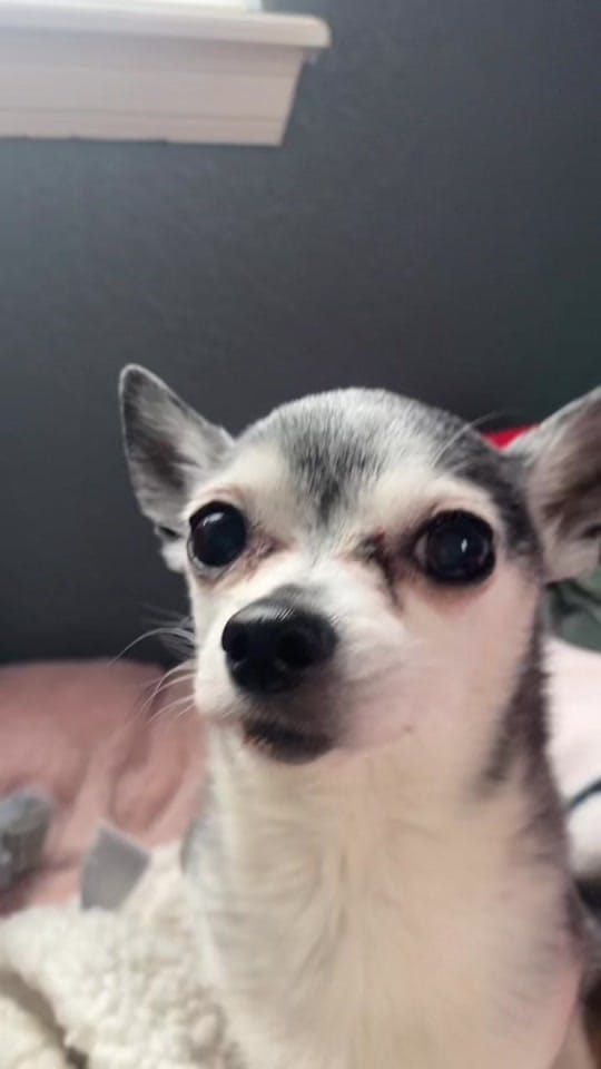 Post 4 by Penguin🐧 on TikTok (video)