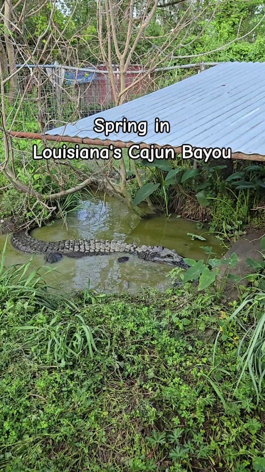 Post 9 by Louisiana's Cajun Bayou on TikTok (video)