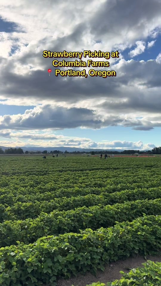 Post 7 by Brittany🪻| Portland Creator on TikTok (video)