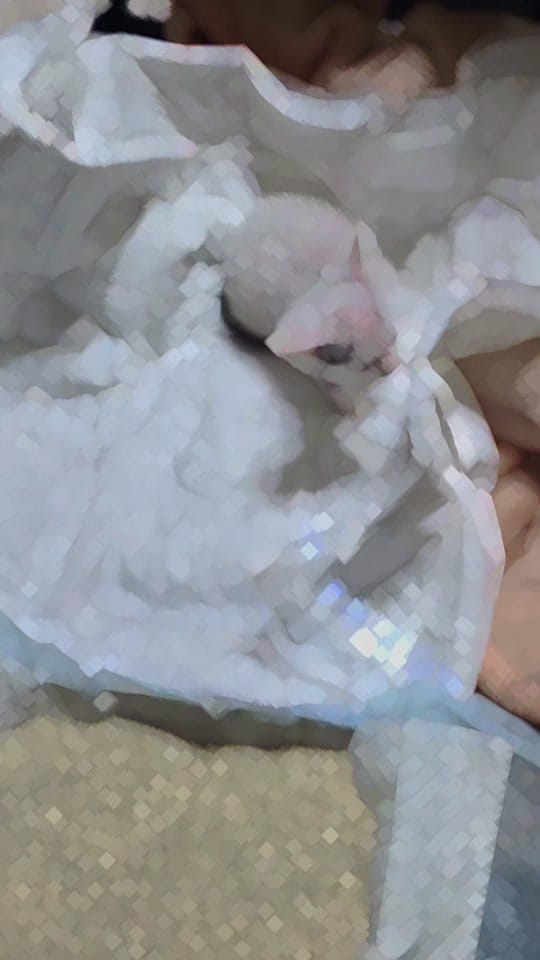 Post 4 by Holly McMillon Steele on TikTok (video)