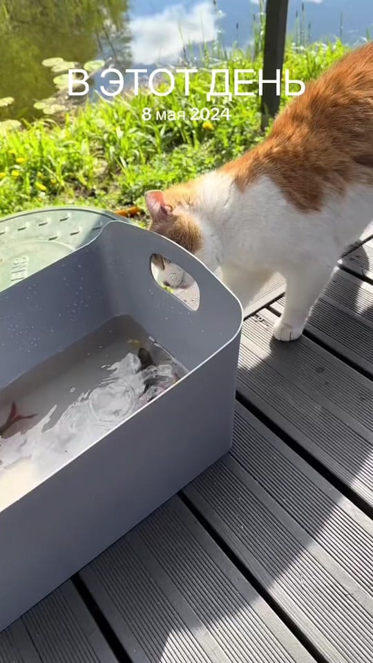 Post 4 by Francheska Didrihson on TikTok (video)