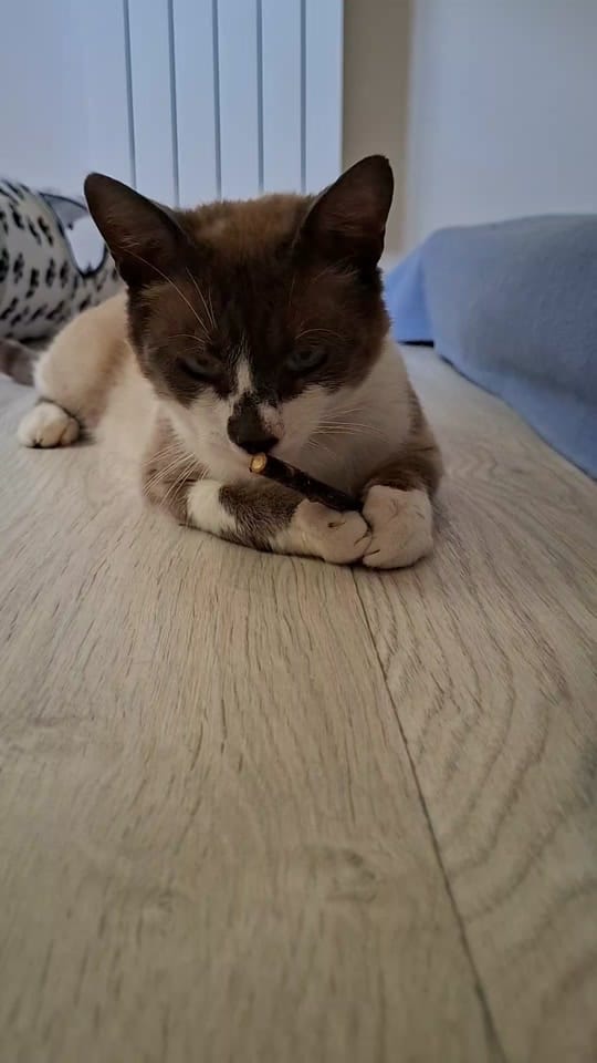 Post 3 by Only__cat on TikTok (video)