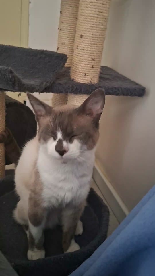 Post 5 by Only__cat on TikTok (video)