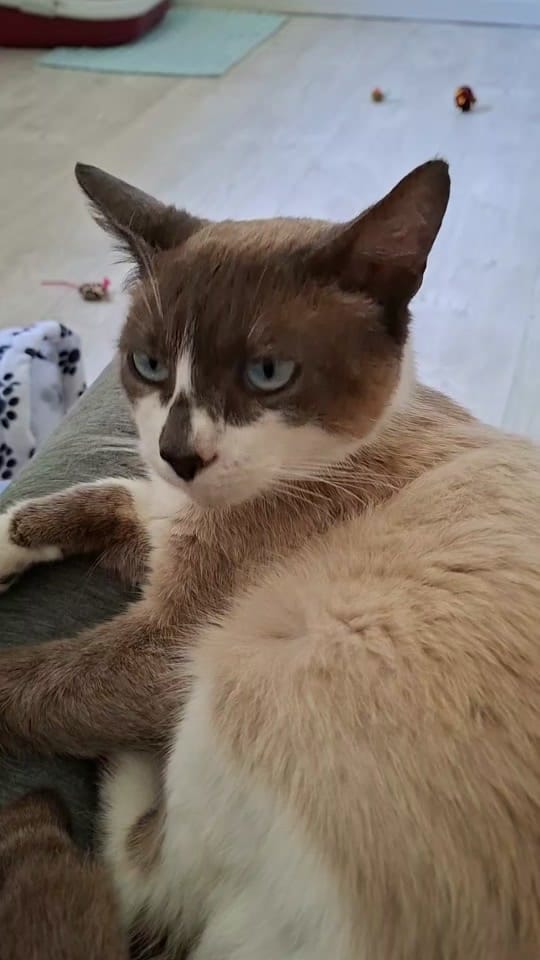 Post 7 by Only__cat on TikTok (video)