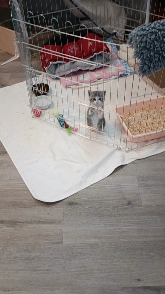Post 8 by Only__cat on TikTok (video)