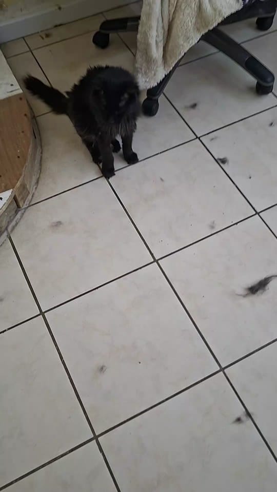 Post 4 by Only__cat on TikTok (video)
