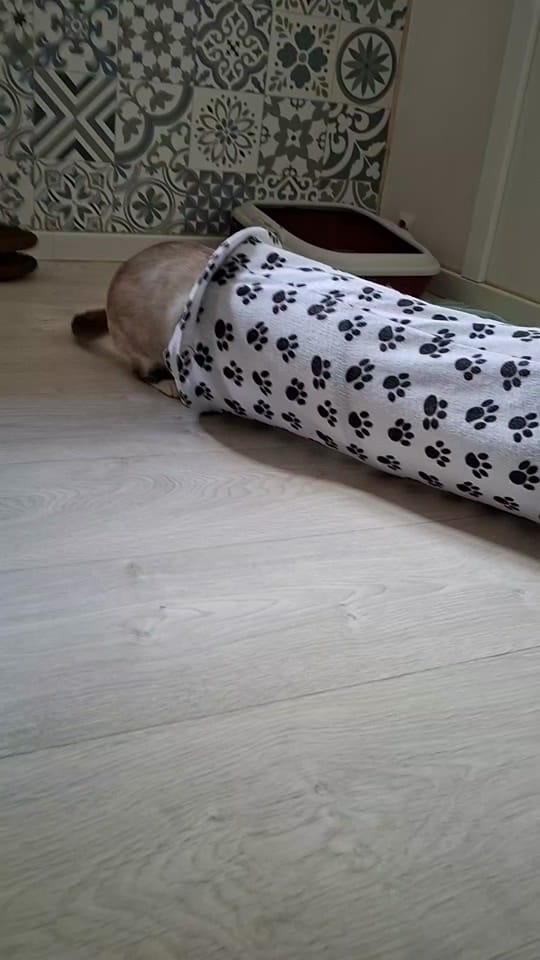 Post 2 by Only__cat on TikTok (video)