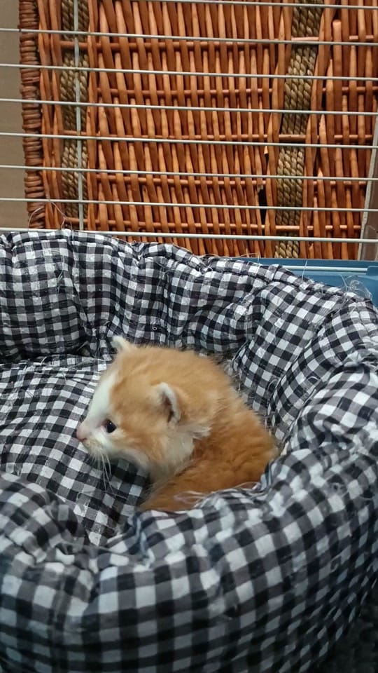 Post 9 by Only__cat on TikTok (video)