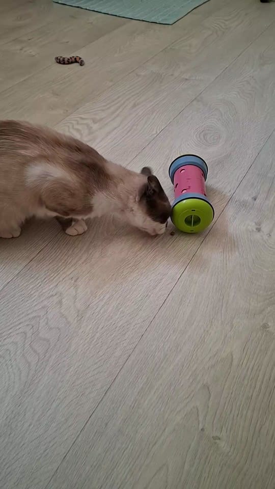 Post 1 by Only__cat on TikTok (video)