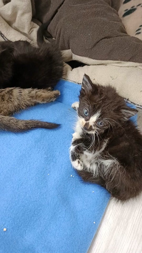 Post 10 by Only__cat on TikTok (video)