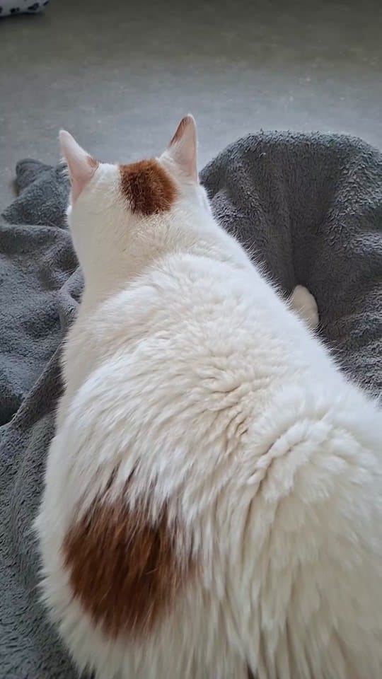 Post 6 by Only__cat on TikTok (video)