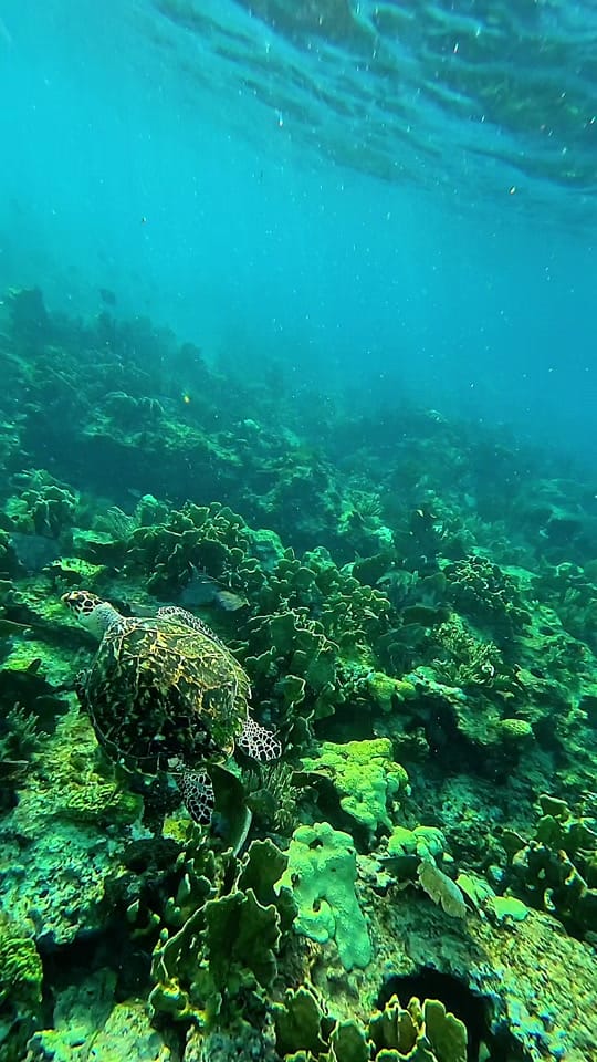 Post 5 by ahoranostoco | Vacun Vacations on TikTok (video)