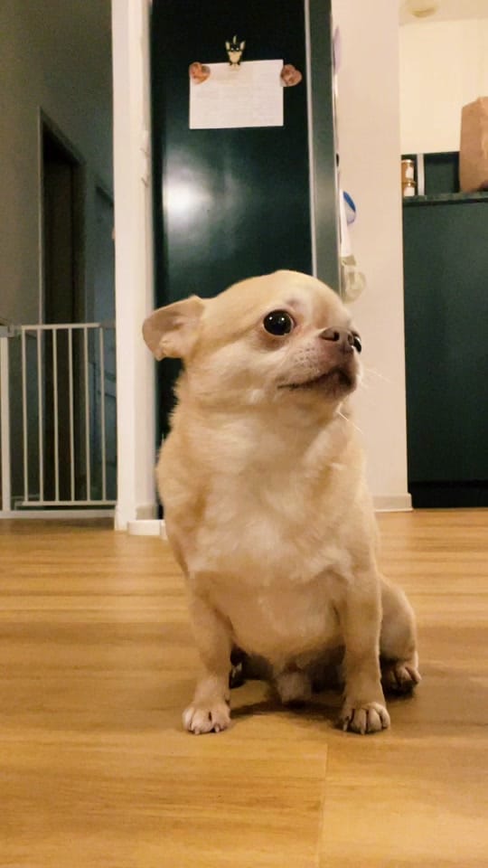 Post 5 by Chihuahuas Des Bandits De Tula on TikTok (video)