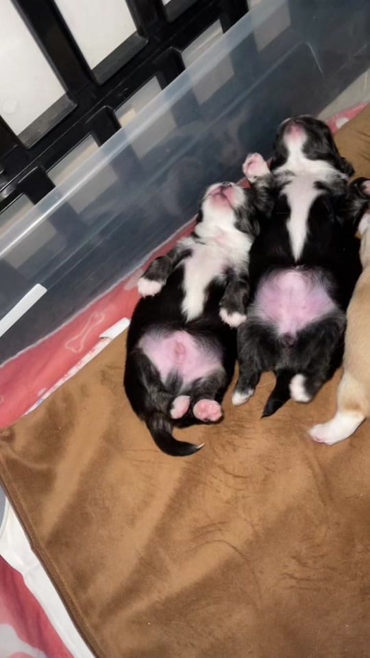 Post 2 by Chihuahuas Des Bandits De Tula on TikTok (video)