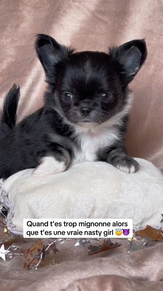 Post 1 by Chihuahuas Des Bandits De Tula on TikTok (video)