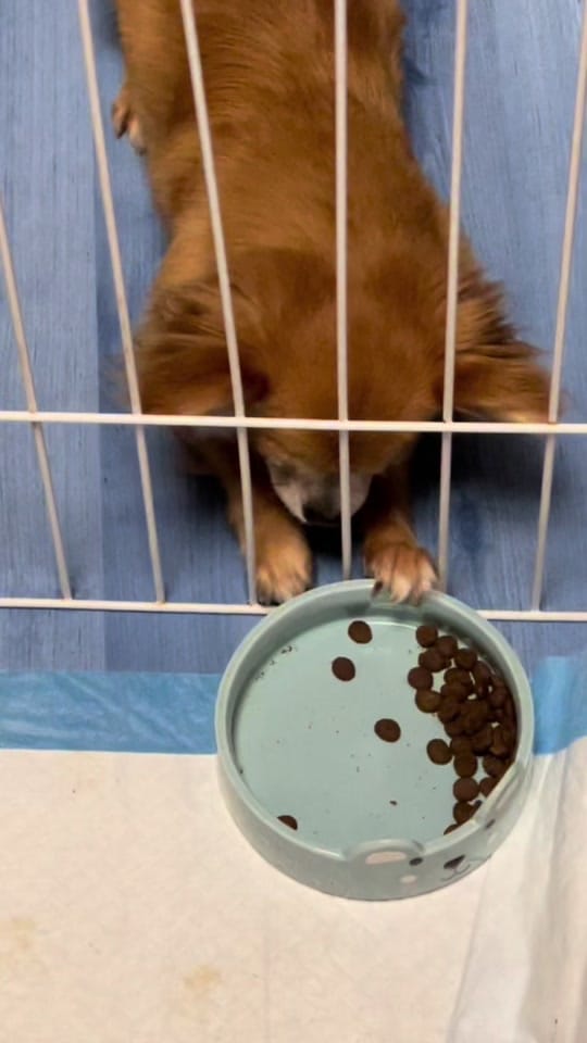 Post 6 by Chihuahuas Des Bandits De Tula on TikTok (video)