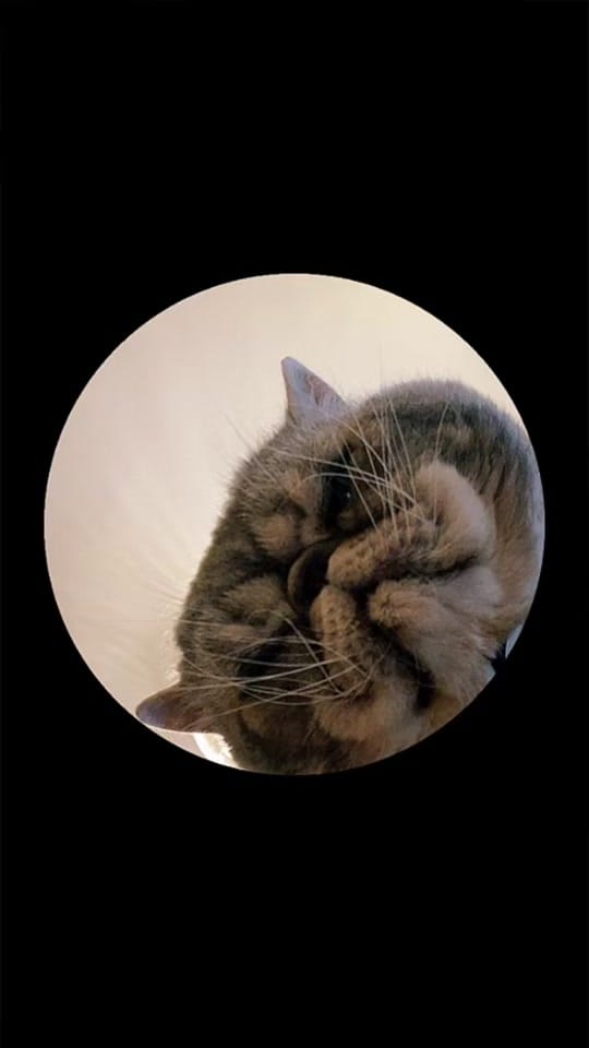Post 7 by Chihuahuas Des Bandits De Tula on TikTok (video)