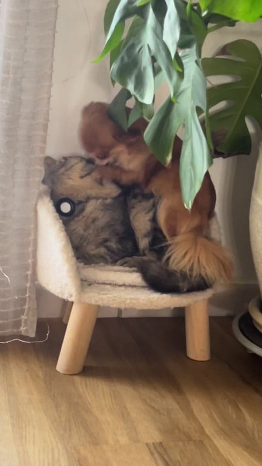 Post 8 by Chihuahuas Des Bandits De Tula on TikTok (video)