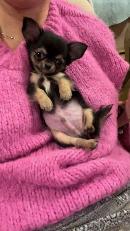 Post 9 by Chihuahuas Des Bandits De Tula on TikTok (video)