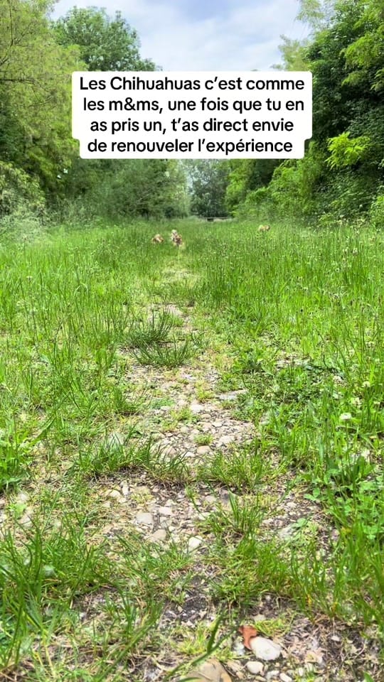 Post 3 by Chihuahuas Des Bandits De Tula on TikTok (video)