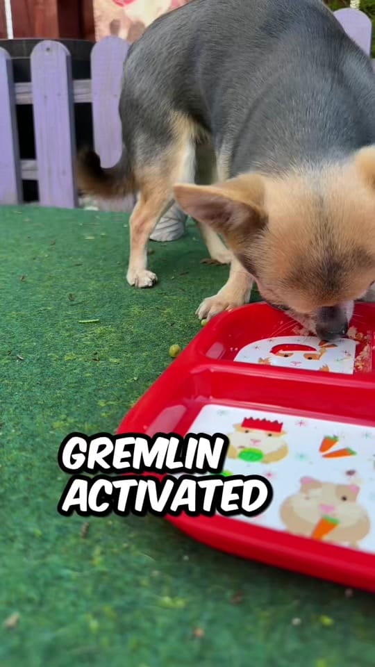 Post 4 by Lindy The Chihuahua on TikTok (video)