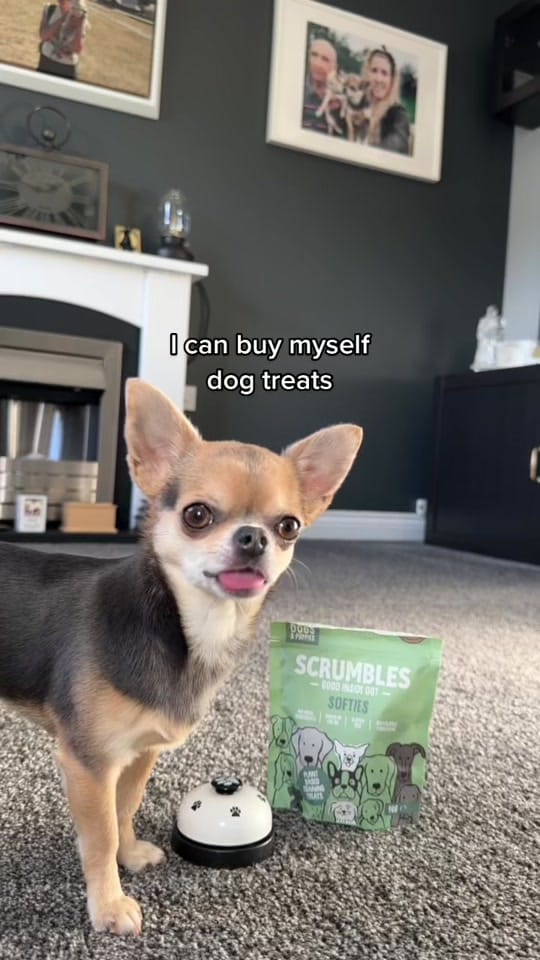 Post 10 by Lindy The Chihuahua on TikTok (video)