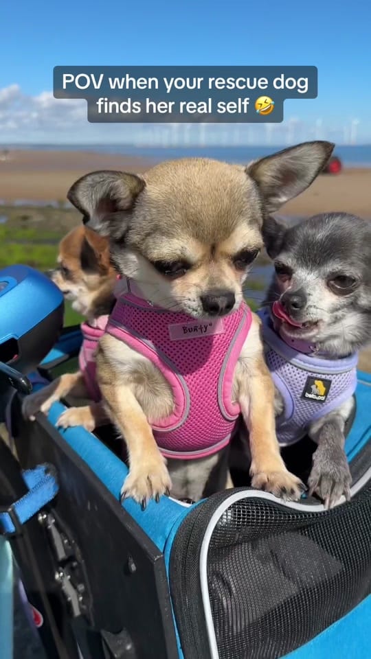 Post 8 by Lindy The Chihuahua on TikTok (video)