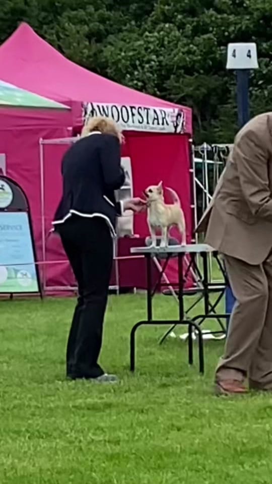 Post 1 by Lindy The Chihuahua on TikTok (video)