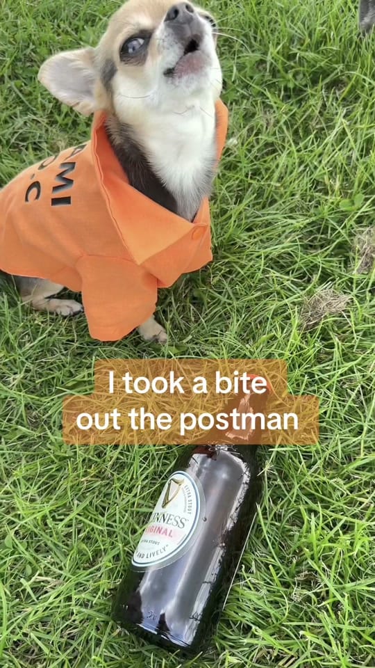 Post 9 by Lindy The Chihuahua on TikTok (video)