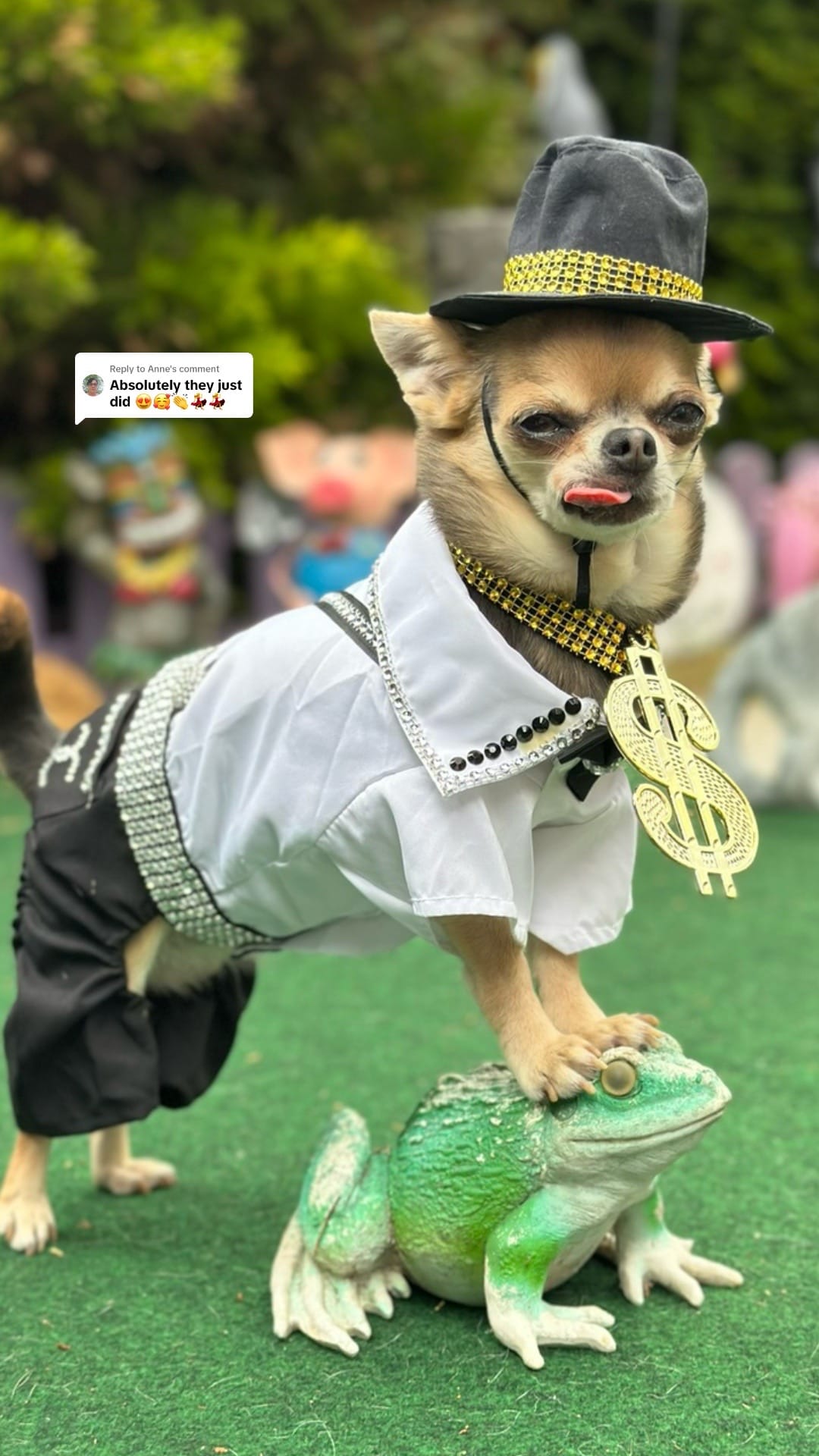 Post 6 by Lindy The Chihuahua on TikTok (video)