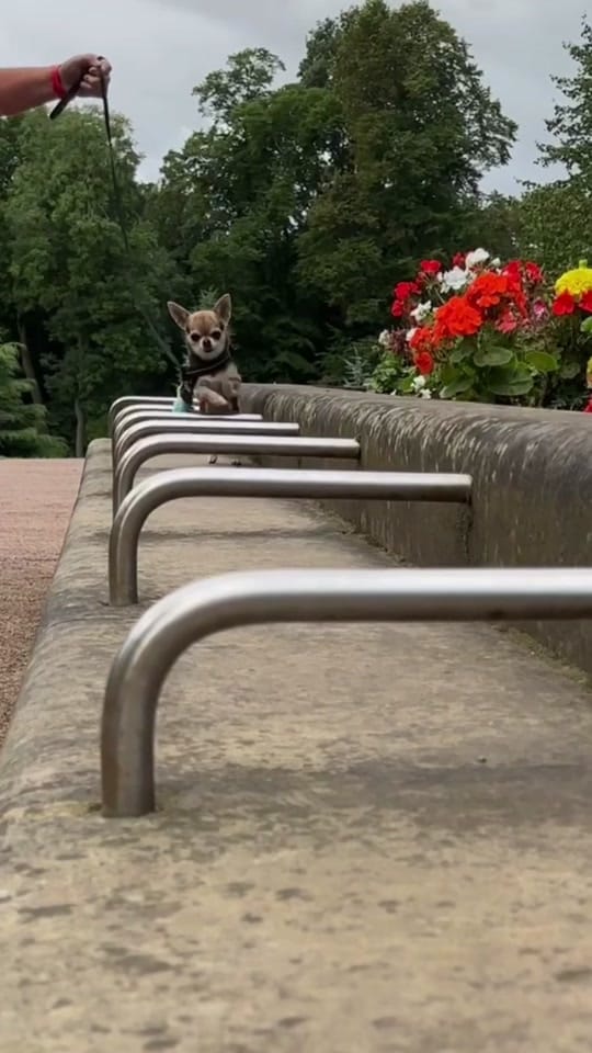 Post 2 by Lindy The Chihuahua on TikTok (video)