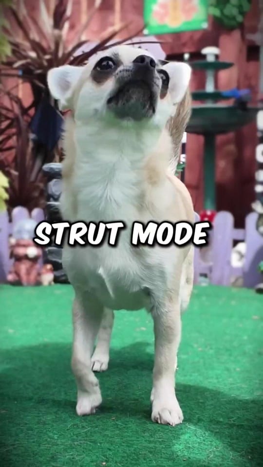 Post 7 by Lindy The Chihuahua on TikTok (video)