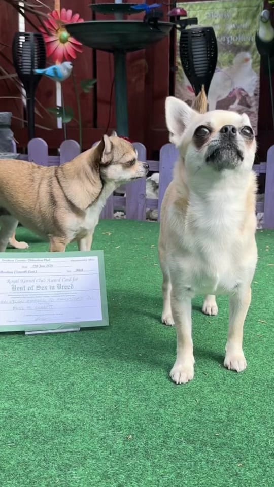 Post 3 by Lindy The Chihuahua on TikTok (video)