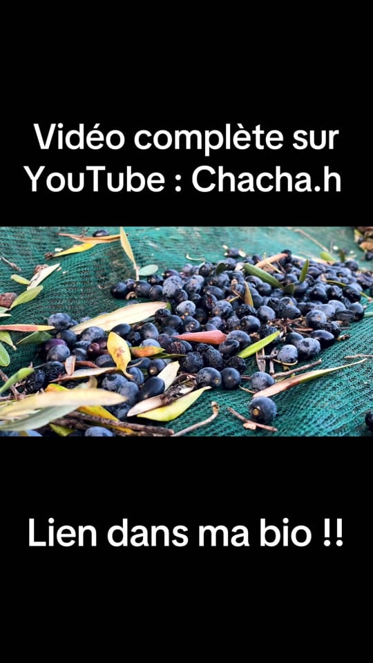 Post 2 by Chacha.H on TikTok (video)