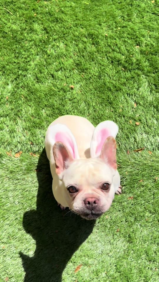 Post 1 by littlechipbigworld on TikTok (video)