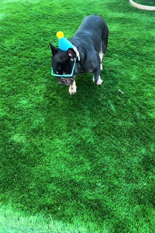 Post 6 by littlechipbigworld on TikTok (video)