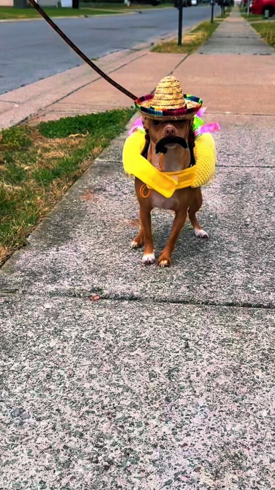 Post 2 by littlechipbigworld on TikTok (video)