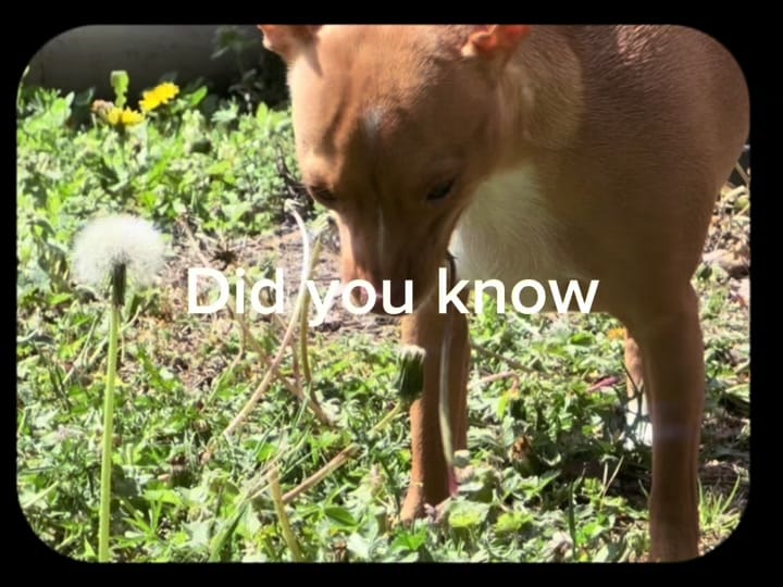 Post 4 by littlechipbigworld on TikTok (video)