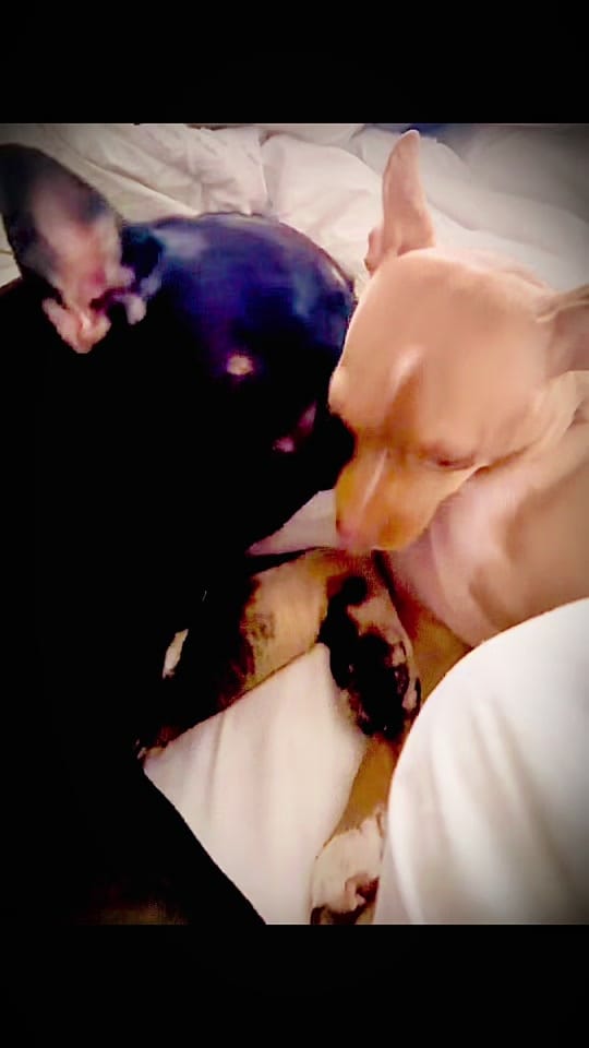 Post 10 by littlechipbigworld on TikTok (video)