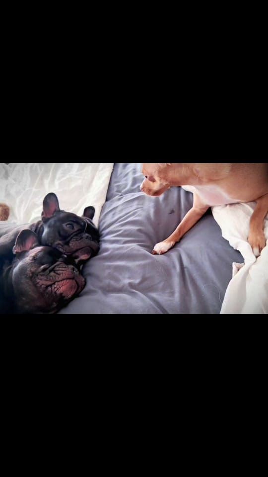 Post 3 by littlechipbigworld on TikTok (video)