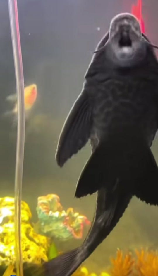 Post 1 by El Juaniquio de la 28. on TikTok (video)
