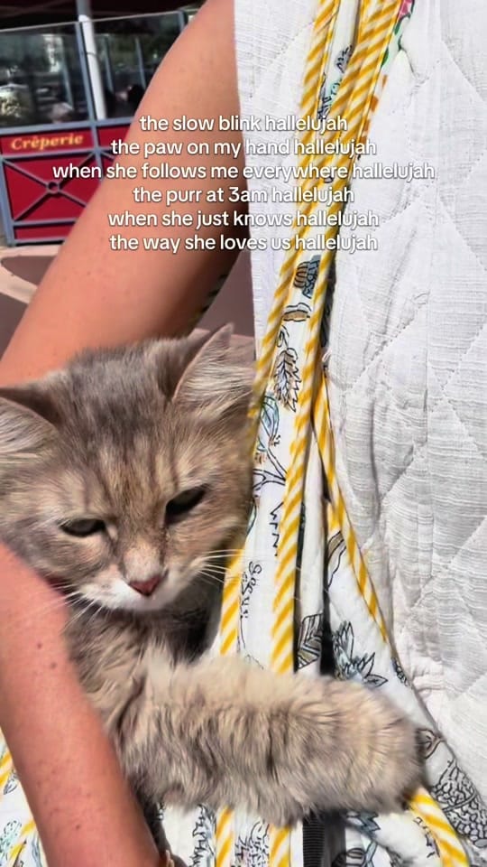 Post 3 by frenchy_siberian on TikTok (video)