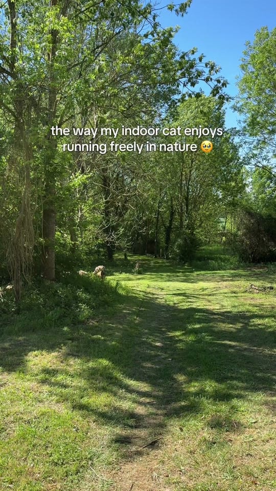 Post 2 by frenchy_siberian on TikTok (video)