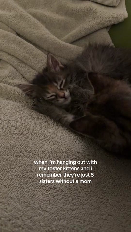 Post 3 by frances on TikTok (video)