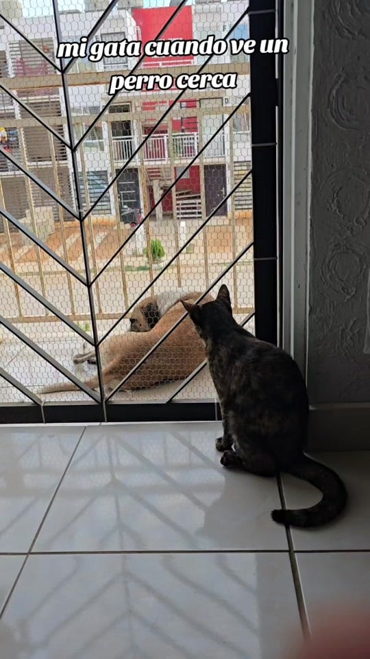 Post 5 by Ricardo Sanchez on TikTok (video)